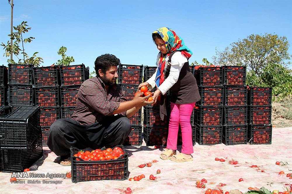 سردرگمی؛ هدیه پاییزی وزارت جهاد کشاورزی به صادرکنندگان/ محدودیت صادرات محصولات جالیزی با کدام منطق؟ سردرگمی؛ هدیه پاییزی وزارت جهاد کشاورزی به صادرکنندگان/ محدودیت صادرات محصولات جالیزی با کدام منطق؟
