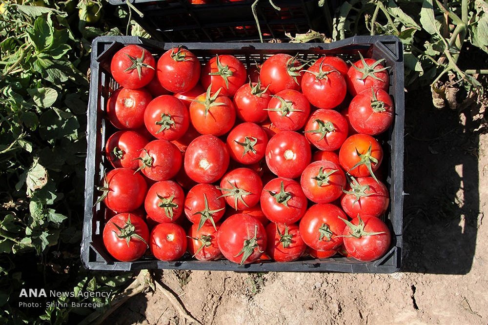 سردرگمی؛ هدیه پاییزی وزارت جهاد کشاورزی به صادرکنندگان/ محدودیت صادرات محصولات جالیزی با کدام منطق؟ سردرگمی؛ هدیه پاییزی وزارت جهاد کشاورزی به صادرکنندگان/ محدودیت صادرات محصولات جالیزی با کدام منطق؟