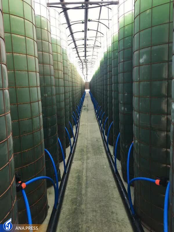 تولید دستگاه تصفیه هوای بیولوژیک برای مقابله با آلودگی هوا/ این محصول اندازه 150 درخت 10 ساله تولید اکسیژن می‌کند