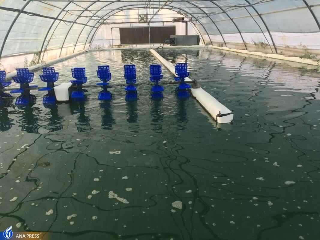 تولید دستگاه «تصفیه هوای بیولوژیک»/ محصولی که به اندازه ۱۵۰ درخت اکسیژن تولید میکند تولید دستگاه «تصفیه هوای بیولوژیک»/ محصولی که به اندازه ۱۵۰ درخت اکسیژن تولید میکند