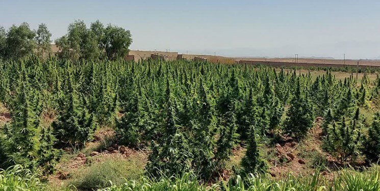 ۵ تُن ماری جوانا، ۴۵ دستگاه ماینر و ۱۵ عدد فشنگ شکاری در قم کشف و ضبط شد+عکس ۵ تُن ماری جوانا، ۴۵ دستگاه ماینر و ۱۵ عدد فشنگ شکاری در قم کشف و ضبط شد+عکس