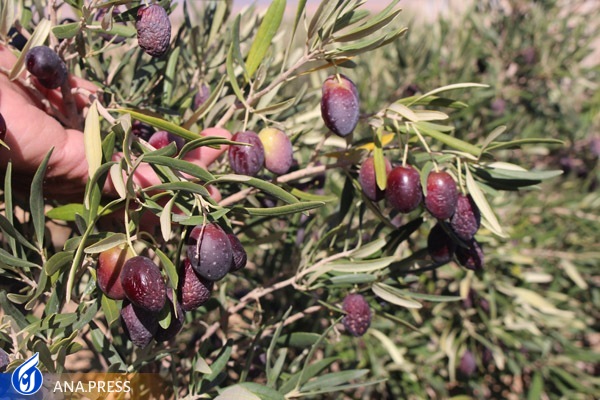 برداشت یک تُن زیتون از باغ تحقیقاتی دانشگاه آزاد اسلامی واحد بیضا برداشت یک تُن زیتون از باغ تحقیقاتی دانشگاه آزاد اسلامی واحد بیضا