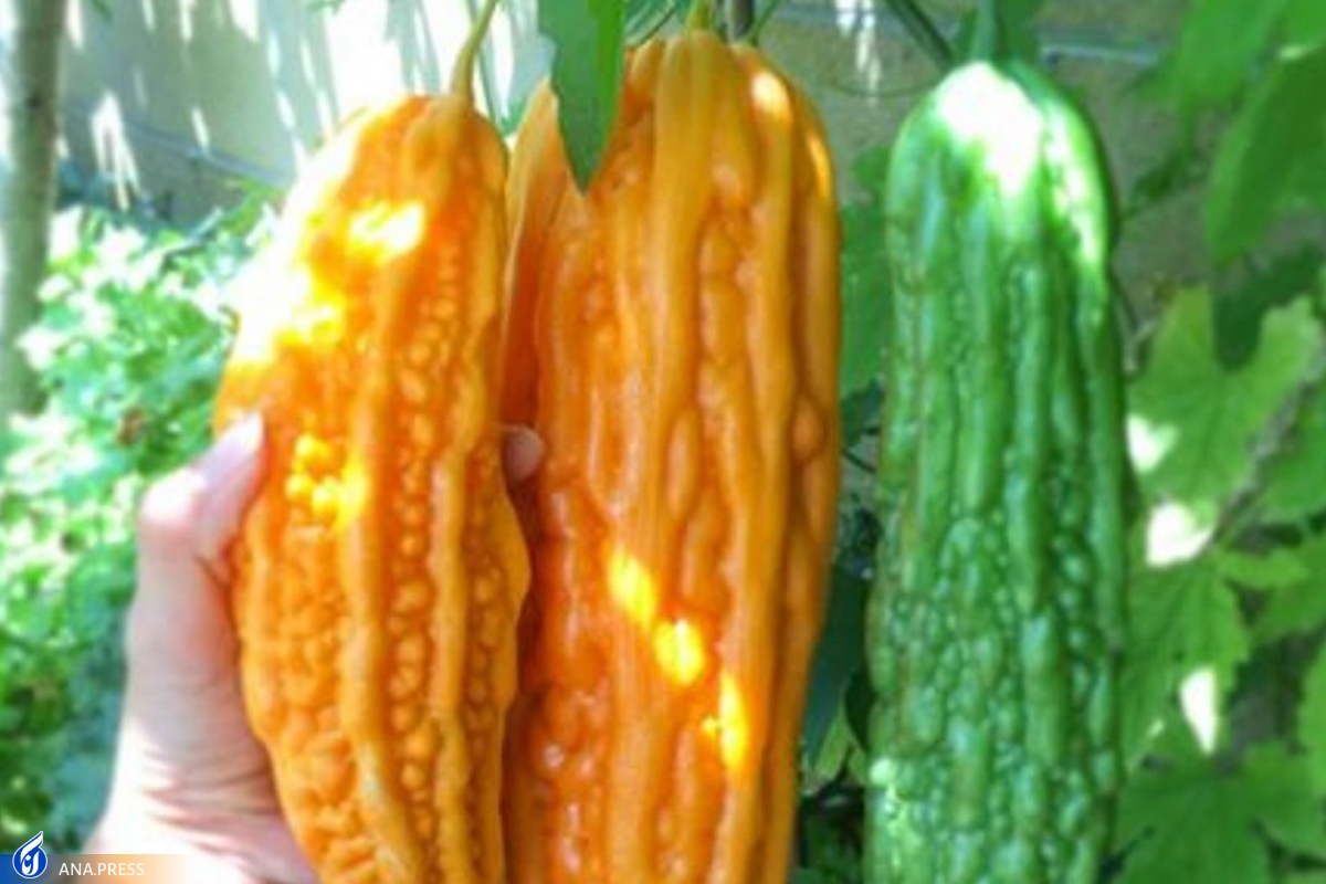 درمان دیابت و غلبه بر سلول‌های سرطانی با «کارلایا»