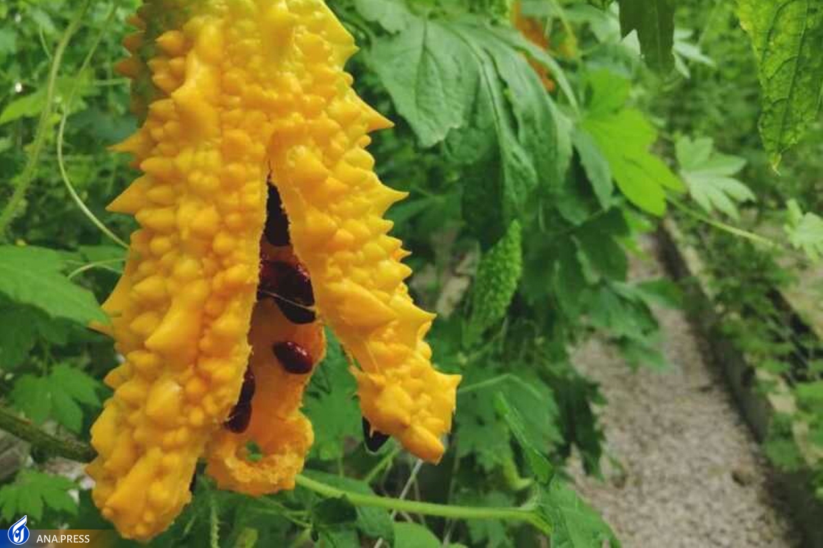 درمان دیابت و غلبه بر سلولهای سرطانی با «کارلایا» درمان دیابت و غلبه بر سلولهای سرطانی با «کارلایا»