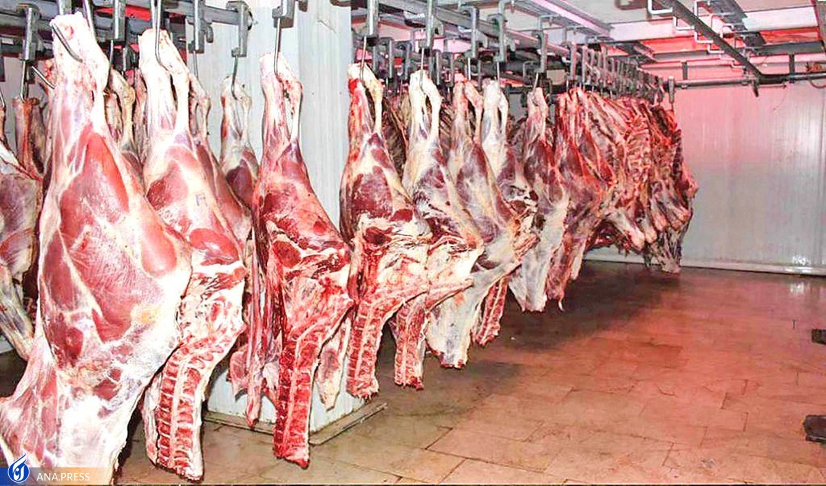 ۵۴ هزار تن گوشت قرمز در کشتارگاه‌ها عرضه شد  کاهش ۶ درصدی نسبت به ماه قبل