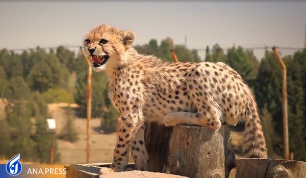 پیروز هرگز به طبیعت برنمی گردد/ توله یوز از چهار ماهگی خرگوش شکار می‌کند