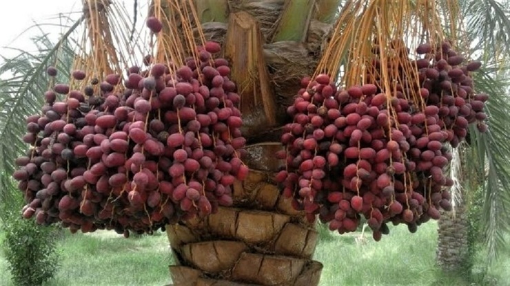 خرما‌های معروف و مرغوب را بشناسید!