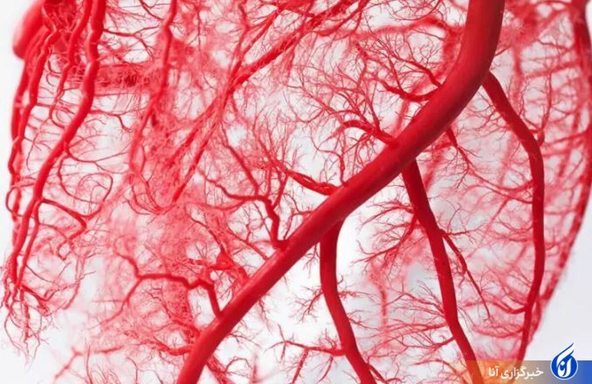 دانشمندان «رگ خونی زنده» تولید کردند