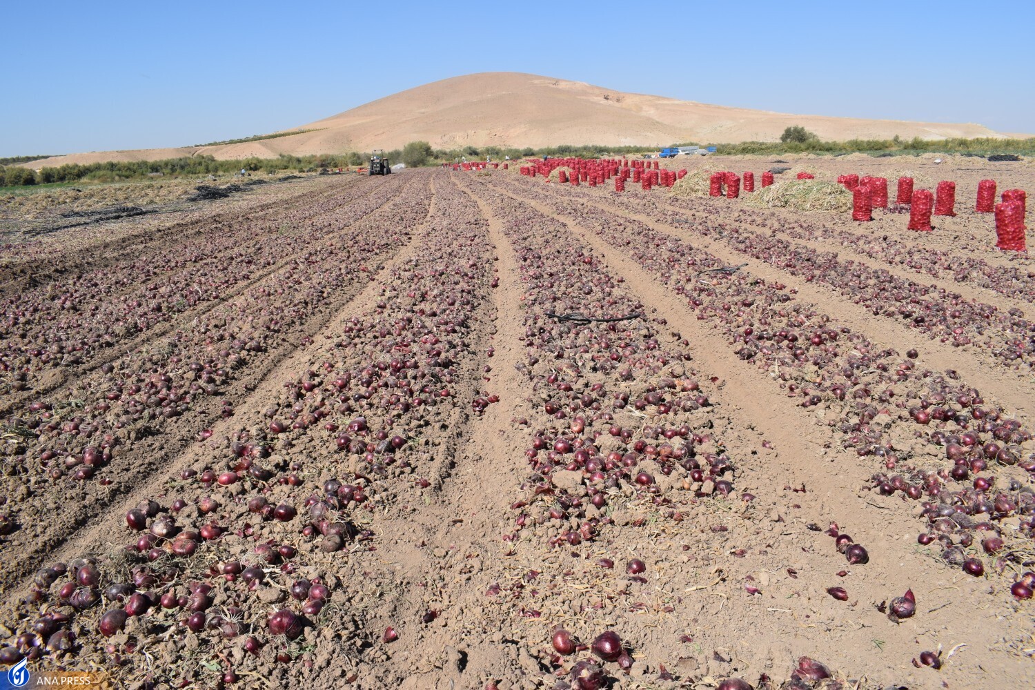 فناوری بذر پیاز اصلاح شده برای نخستینبار در کشور تجاریسازی شد/ جلوگیری از خروج ارز با محصولاتی وارداتی ناسازگار فناوری بذر پیاز اصلاح شده برای نخستینبار در کشور تجاریسازی شد/ جلوگیری از خروج ارز با محصولاتی وارداتی ناسازگار