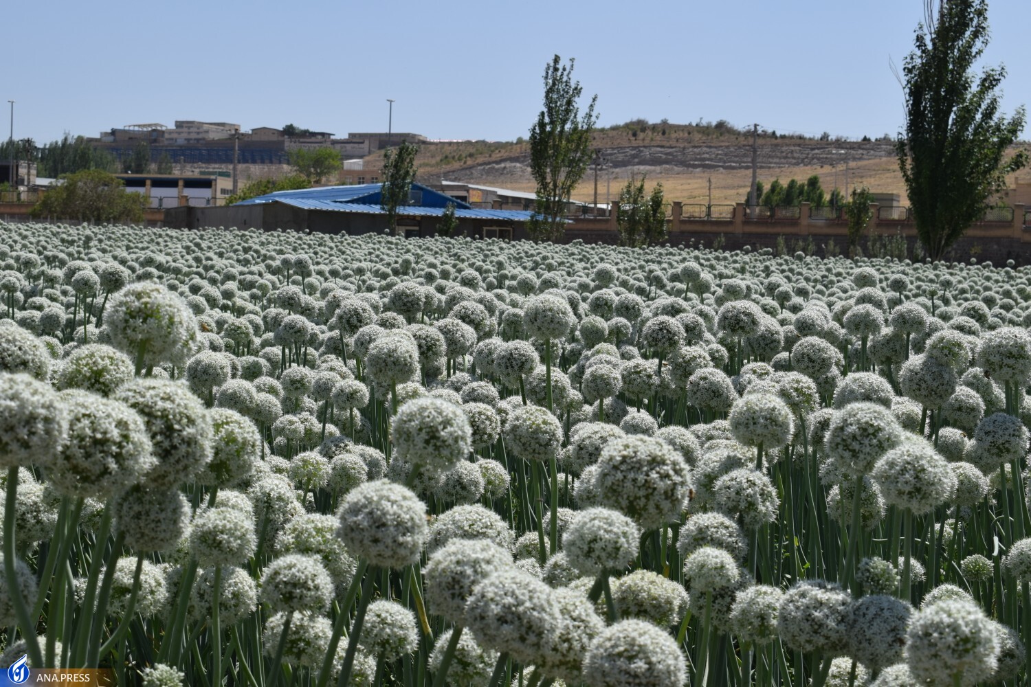 فناوری بذر پیاز اصلاح شده برای نخستینبار در کشور تجاریسازی شد/ جلوگیری از خروج ارز با محصولاتی وارداتی ناسازگار فناوری بذر پیاز اصلاح شده برای نخستینبار در کشور تجاریسازی شد/ جلوگیری از خروج ارز با محصولاتی وارداتی ناسازگار