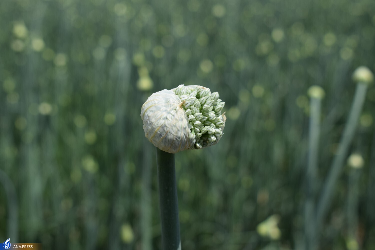 فناوری بذر پیاز اصلاح شده برای نخستینبار در کشور تجاریسازی شد/ جلوگیری از خروج ارز با محصولاتی وارداتی ناسازگار فناوری بذر پیاز اصلاح شده برای نخستینبار در کشور تجاریسازی شد/ جلوگیری از خروج ارز با محصولاتی وارداتی ناسازگار