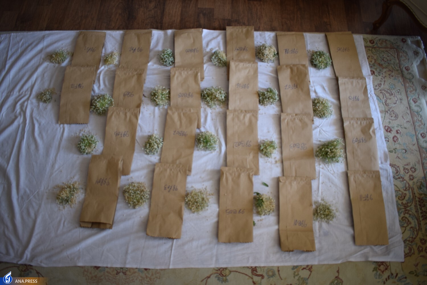 فناوری بذر پیاز اصلاح شده برای نخستینبار در کشور تجاریسازی شد/ جلوگیری از خروج ارز با محصولاتی وارداتی ناسازگار فناوری بذر پیاز اصلاح شده برای نخستینبار در کشور تجاریسازی شد/ جلوگیری از خروج ارز با محصولاتی وارداتی ناسازگار