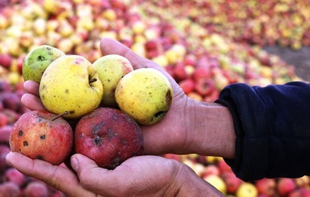 افت کیفیت محصولات سازمان میادین، موضوعی در تیررس شهروندان/ چرایی ارائه محصولات بی کیفیت از سوی میادین شهرداری تهران افت کیفیت محصولات سازمان میادین، موضوعی در تیررس شهروندان/ چرایی ارائه محصولات بی کیفیت از سوی میادین شهرداری تهران