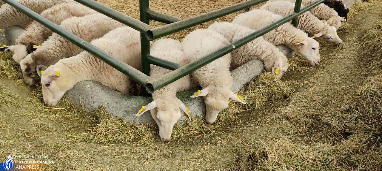 قطب کشاورزی شمال غرب در اندیشه توانمندسازی حوزههای دانشبنیان قطب کشاورزی شمال غرب در اندیشه توانمندسازی حوزههای دانشبنیان