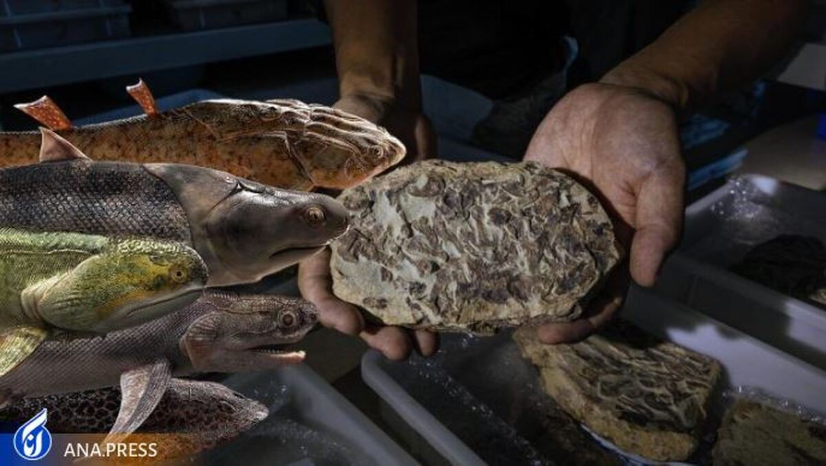 بازنویسی داستان تکاملی  ماهی به انسان 