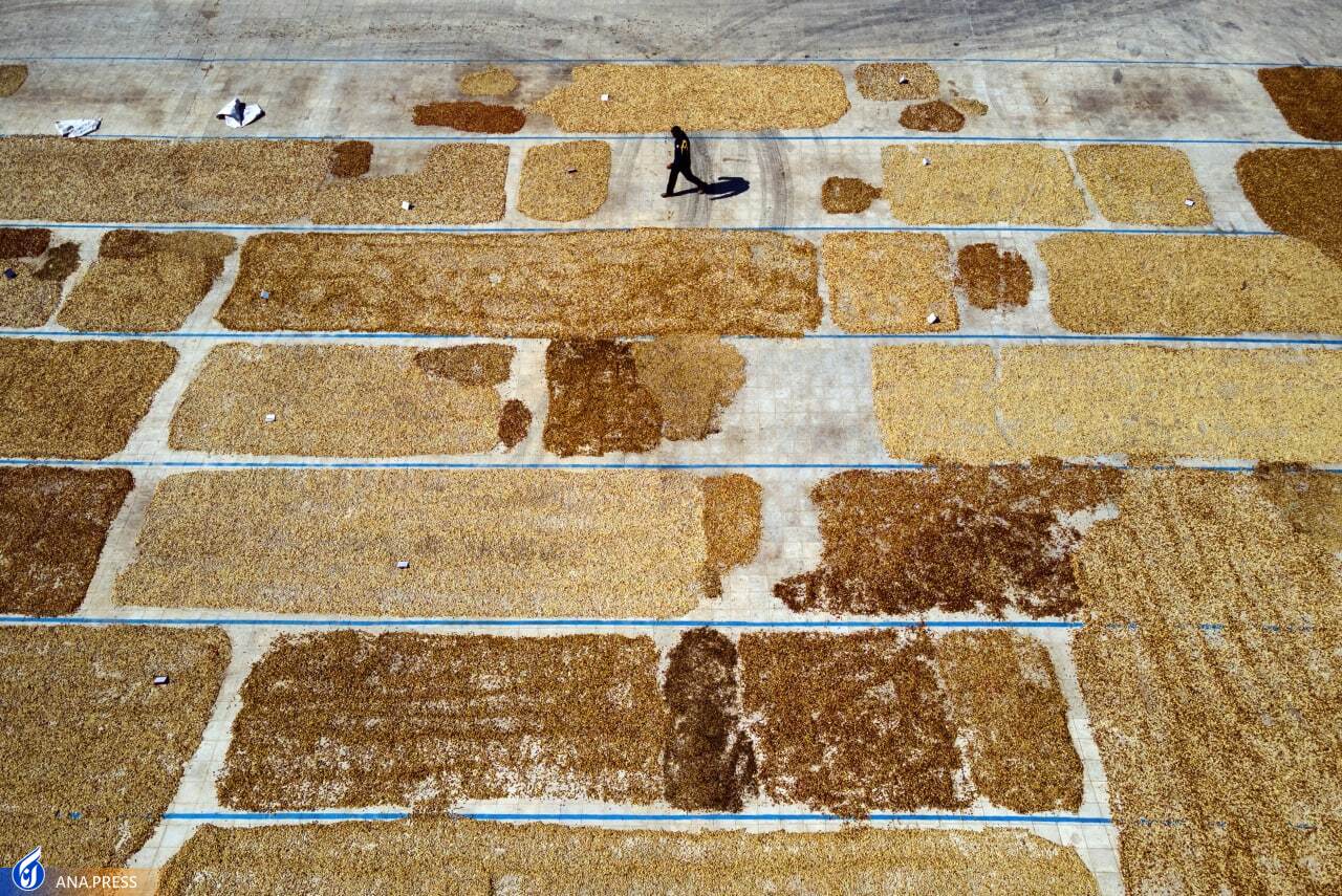 سرمایه‌گذاری ۴۰ میلیارد ریالی فرآوری پسته در شهرستان خوشاب