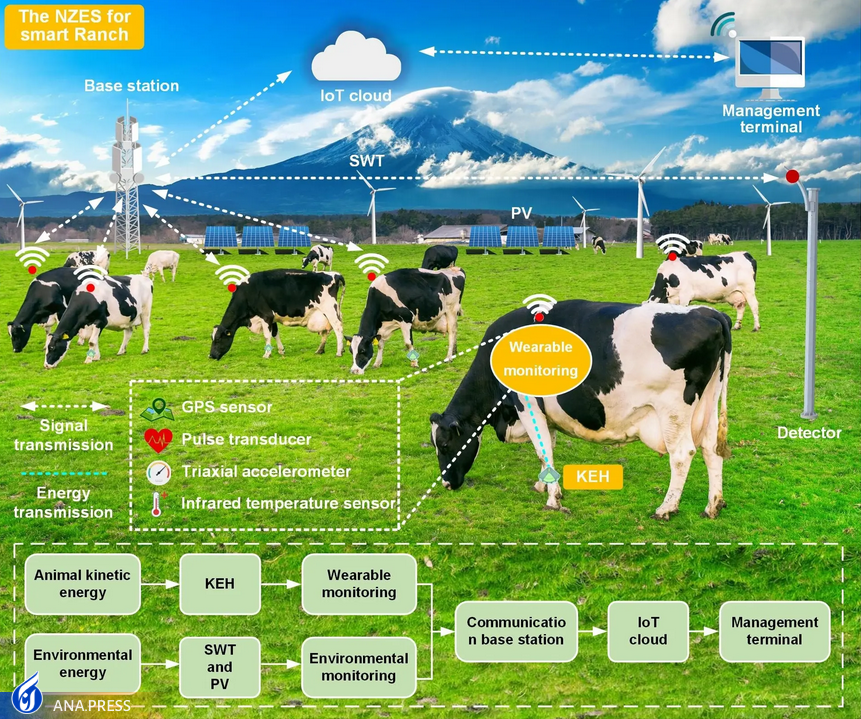 طراحی ساعتی هوشمند برای گاو‌ها که سلامت آن‌ها را بررسی می‌کند