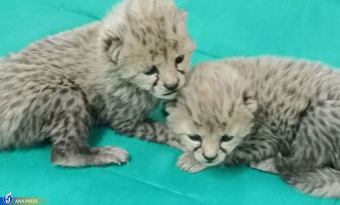 ماجرای مشکوک پیدا شدن دو توله یوز ماده در منطقه توران ماجرای مشکوک پیدا شدن دو توله یوز ماده در منطقه توران