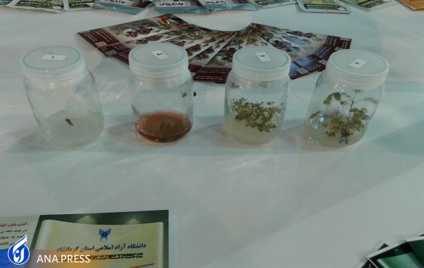 تولید دانش‌بنیان پایه‌های کشت‌بافتی گل محمدی و درختان میوه