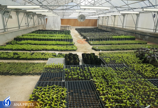 تولید دانشبنیان پایههای کشتبافتی گل محمدی و درختان میوه تولید دانشبنیان پایههای کشتبافتی گل محمدی و درختان میوه