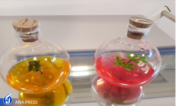 تولید دانش‌بنیان پایه‌های کشت‌بافتی گل محمدی و درختان میوه