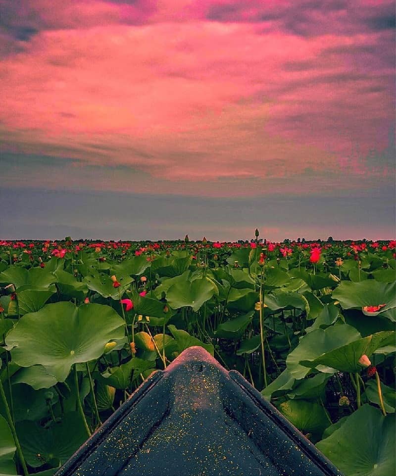 «تالاب انزلی»؛ منطقه مردابی و آبماند یا اکوسیستم باتلاق و جنگل «تالاب انزلی»؛ منطقه مردابی و آبماند یا اکوسیستم باتلاق و جنگل