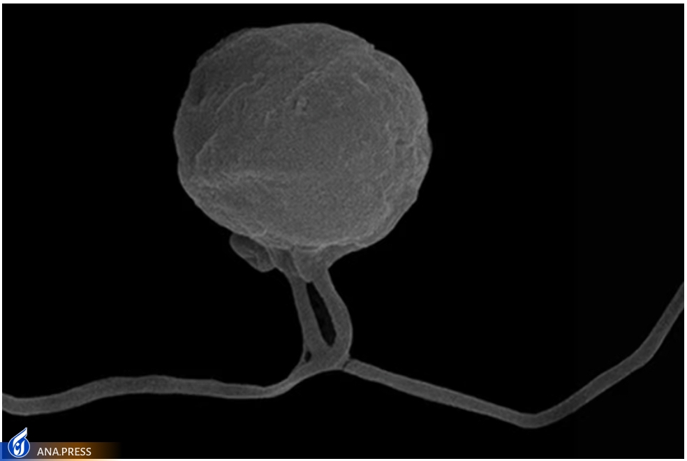 کشف شاخه جدیدی از حیات در درخت زندگی کشف شاخه جدیدی از حیات در درخت زندگی