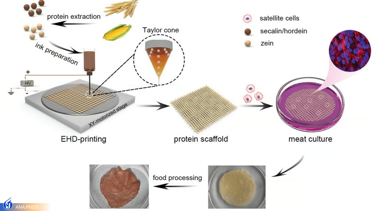 تولید گوشت آزمایشگاهی مقرون به صرفه با ضایعات کشاورزی تولید گوشت آزمایشگاهی مقرون به صرفه با ضایعات کشاورزی