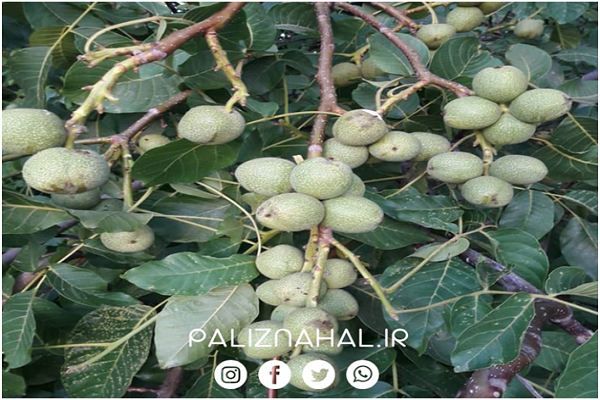 مهم ترین دلایل باغداران حرفه ای برای احداث باغ گردو چیست؟ مهم ترین دلایل باغداران حرفه ای برای احداث باغ گردو چیست؟