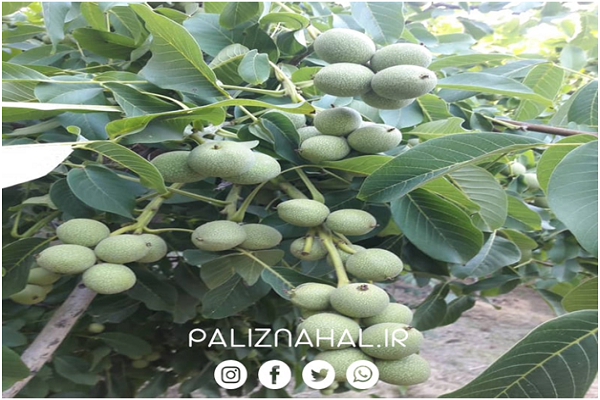 مهم ترین دلایل باغداران حرفه ای برای احداث باغ گردو چیست؟