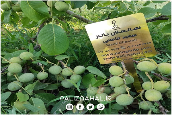 مهم ترین دلایل باغداران حرفه ای برای احداث باغ گردو چیست؟