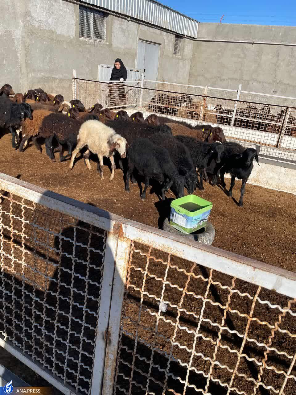 اشتغالزایی بانوی کارآفرین با تولید دام هترو و هموی