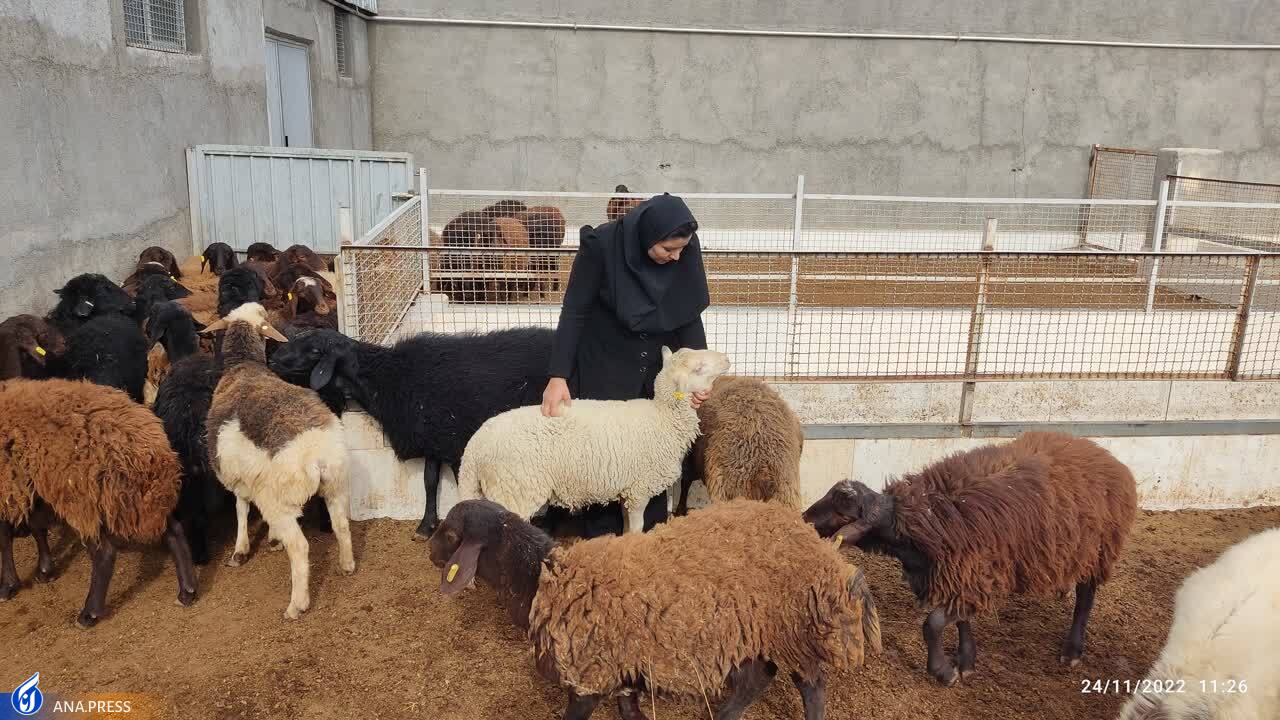 اشتغالزایی بانوی کارآفرین با تولید دام هترو و هموی اشتغالزایی بانوی کارآفرین با تولید دام هترو و هموی