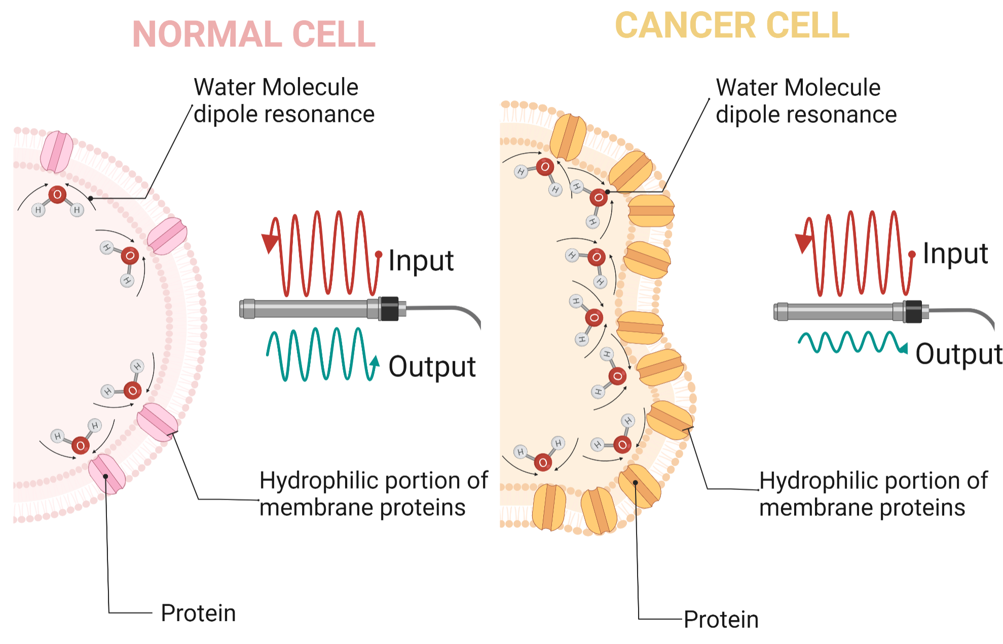 تشخیص سرطان پستان با کمک امواج الکترومغناطیس فرکانس بالا تشخیص سرطان پستان با کمک امواج الکترومغناطیس فرکانس بالا