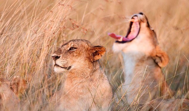 نتایج یک بررسی علمی نشان میدهد نتایج یک بررسی علمی نشان میدهد