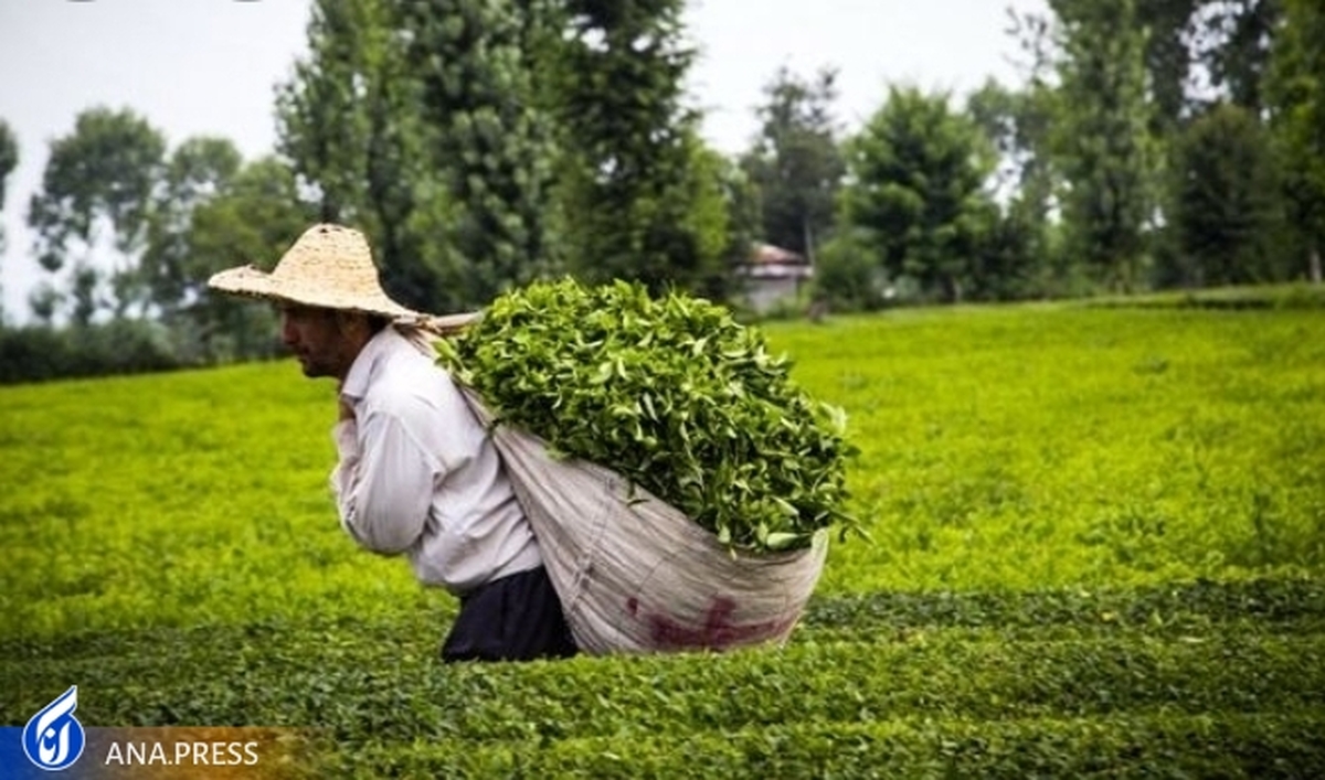 قیمت خرید تضمینی چای از کشاورزان برای سال جاری اعلام شد؛ کیلویی ۱۴ هزار تومان