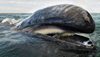 فسیل سنگین‌ترین نهنگ تاریخ کشف شد