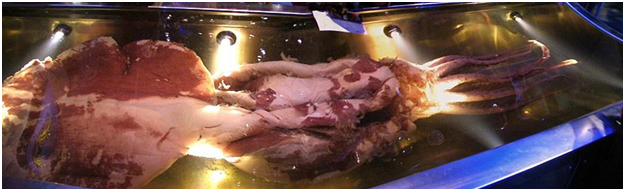 6 جانور عظیمالجثهای که واقعاً وجود دارند 6 جانور عظیمالجثهای که واقعاً وجود دارند