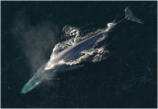 6 جانور عظیم‌الجثه‌ای که واقعاً وجود دارند