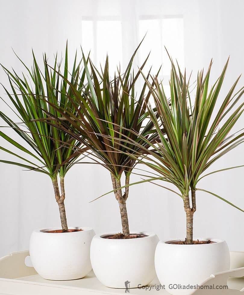 هوای خانه را با گلدان‌هایتان تصفیه کنید