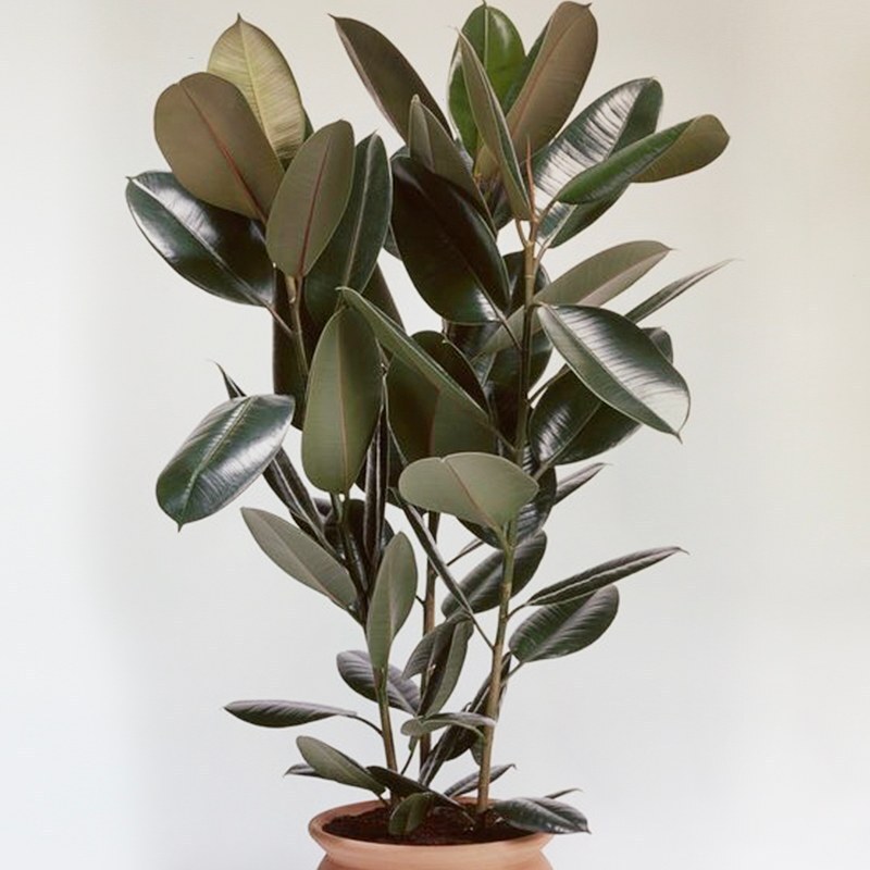 هوای خانه را با گلدان‌هایتان تصفیه کنید