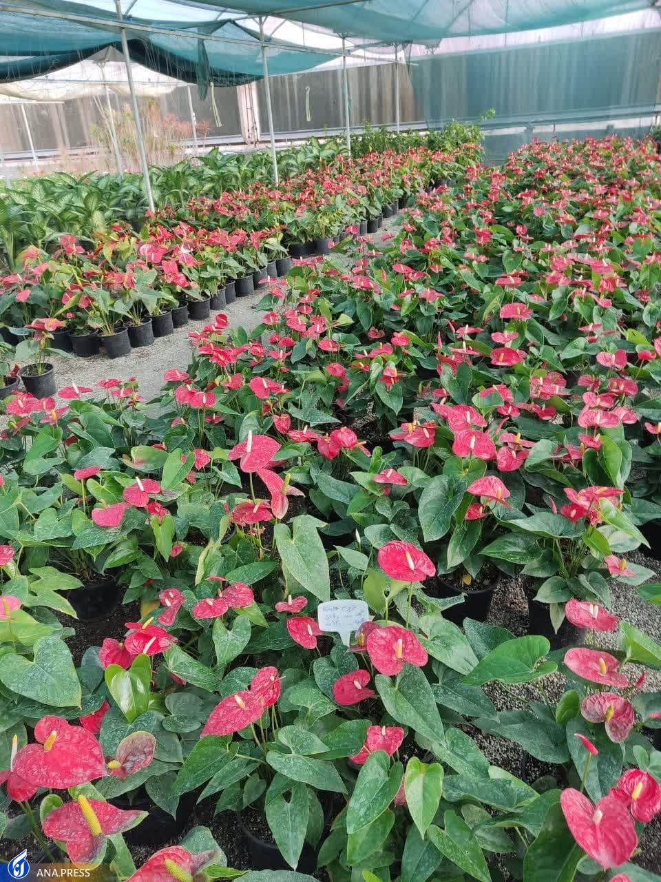 ۲ محصول گیاهی کاربردی در حوزه پزشکی تولید و تجاری‌سازی می‌شود