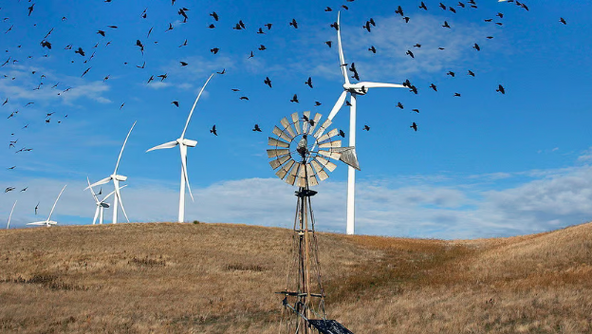 رابطه توربین بادی با جمعیت پرندگان با تحقیقات علمی آشکار شد