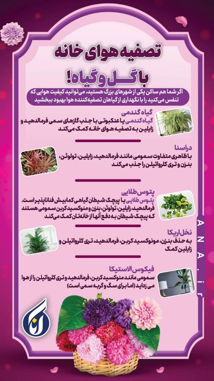 تصفیه هوای خانه با گل و گیاه تصفیه هوای خانه با گل و گیاه