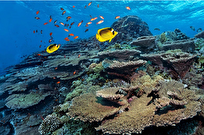 آیا عمل پیوند می‌تواند یک صخره مرجانی در حال احتضار را نجات دهد؟