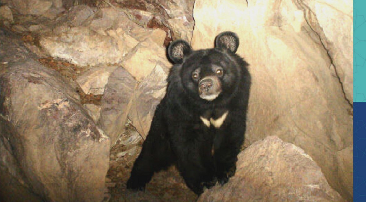 تولید رده سلولی شناسنامه‌دار از گونه در معرض خطر انقراض خرس سیاه بلوچی