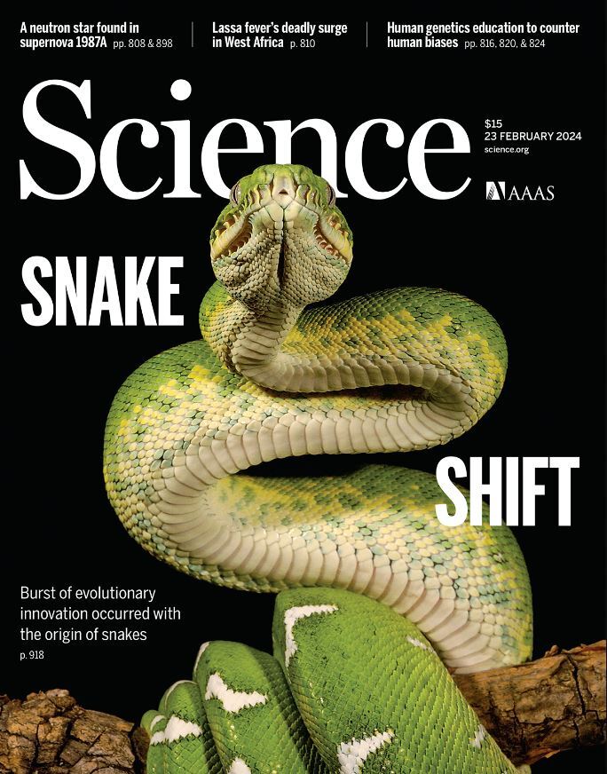 هفته چهارم فوریه؛ از اهمیت مارمولک‌ها در تنوع زیستی زمین تا قصه پیچیده مغز انسان