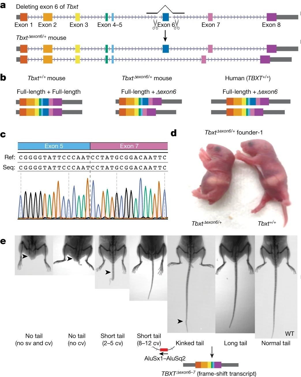 بنیانهای ژنتیکی ناپدید شدن دم در انسان بنیانهای ژنتیکی ناپدید شدن دم در انسان