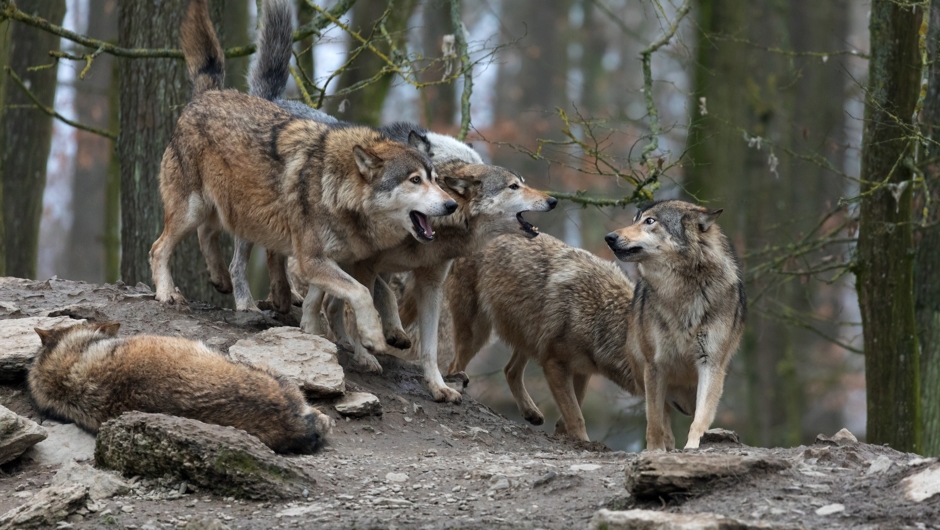 بررسی آداب اجتماعی انسان‌گونه در قلمرو حیوانات