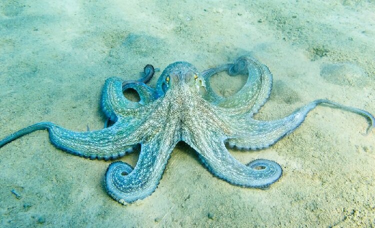 بررسی آداب اجتماعی انسان‌گونه در قلمرو حیوانات